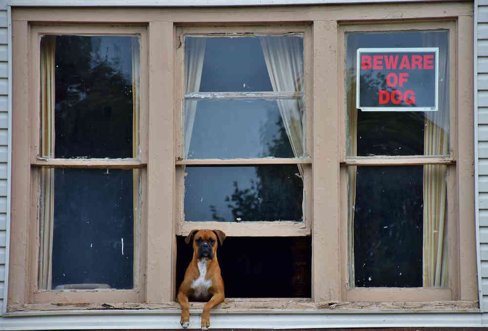 pet sitter - beware of dog