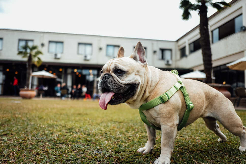 pug outside