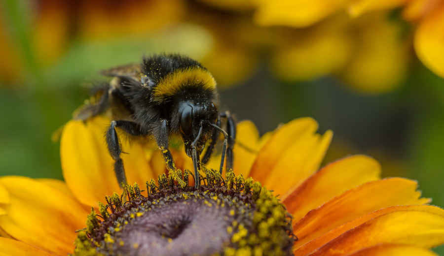 conservation - bee