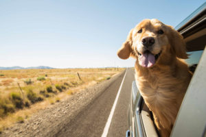 top driving jobs