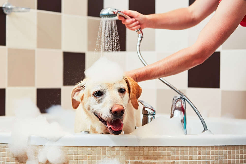 dog groomer
