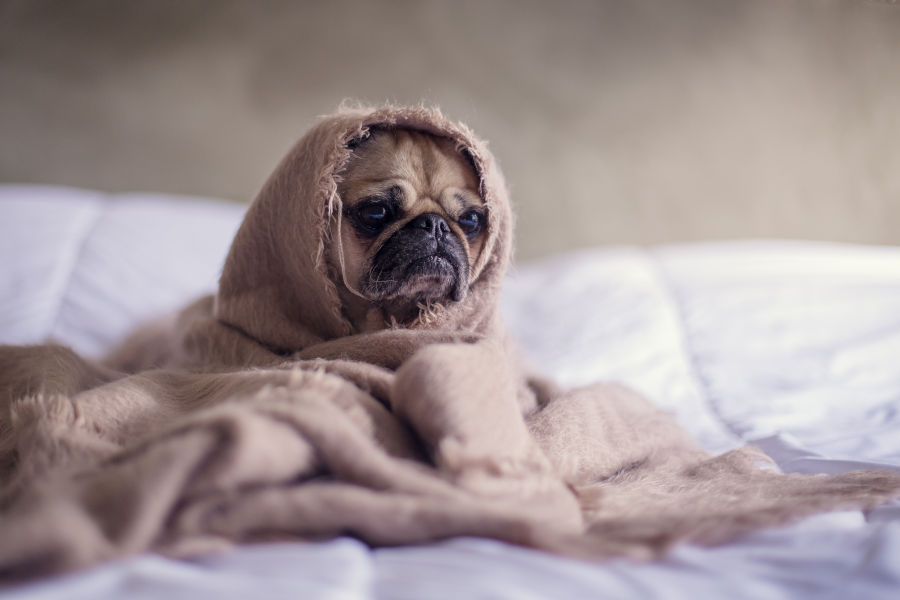 pet behaviourist