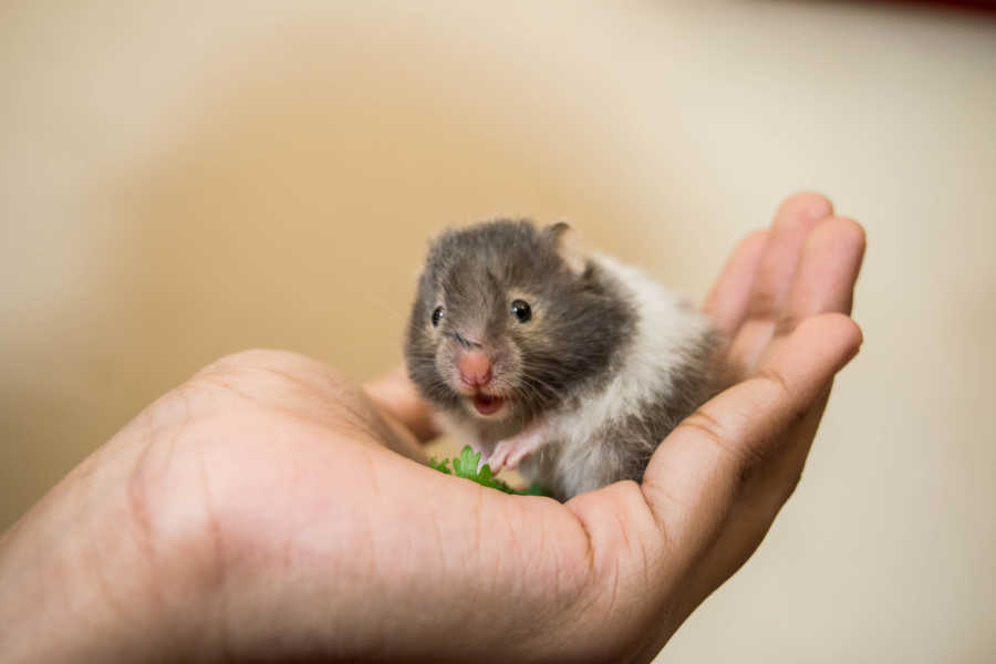 animal care assistant