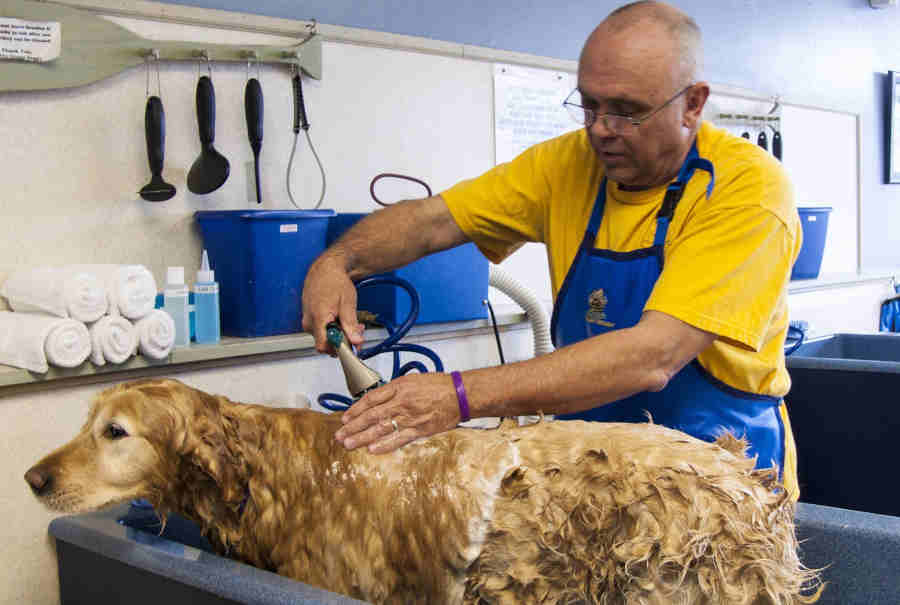 dog groomer