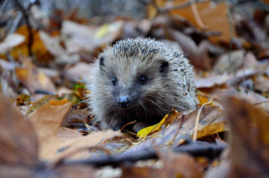 wildlife conservation officer