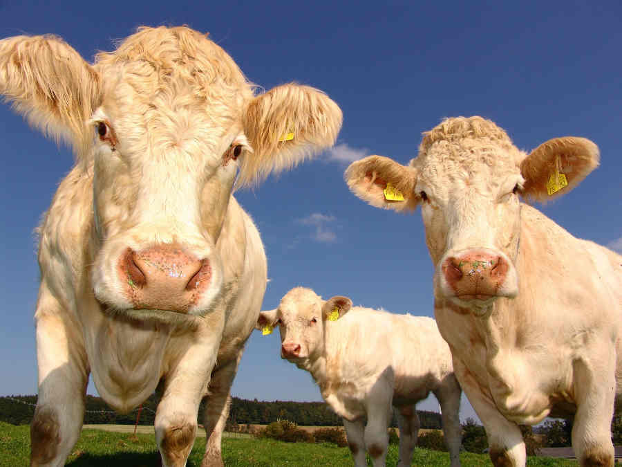 agricultural inspector