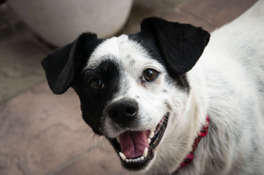 black and white dog