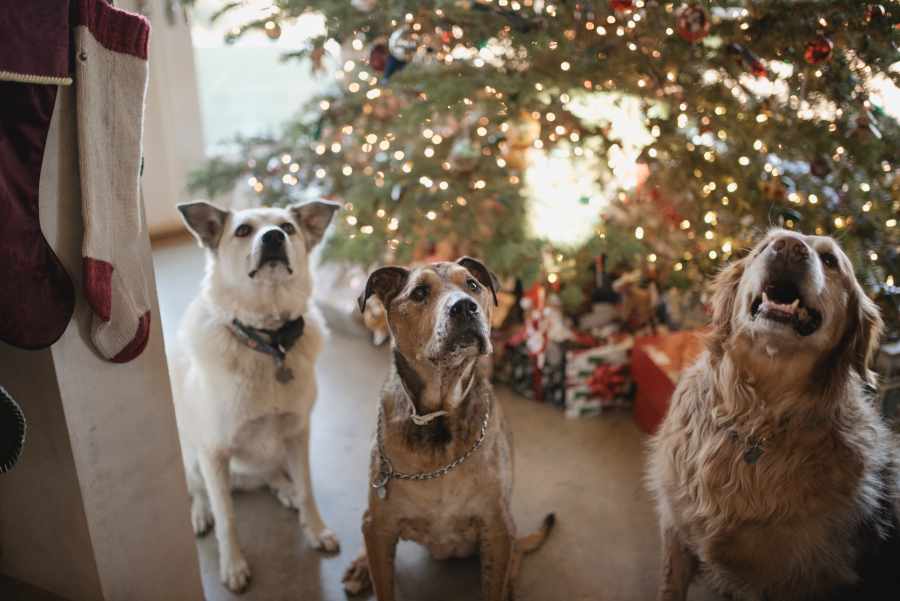 Pet Sitter