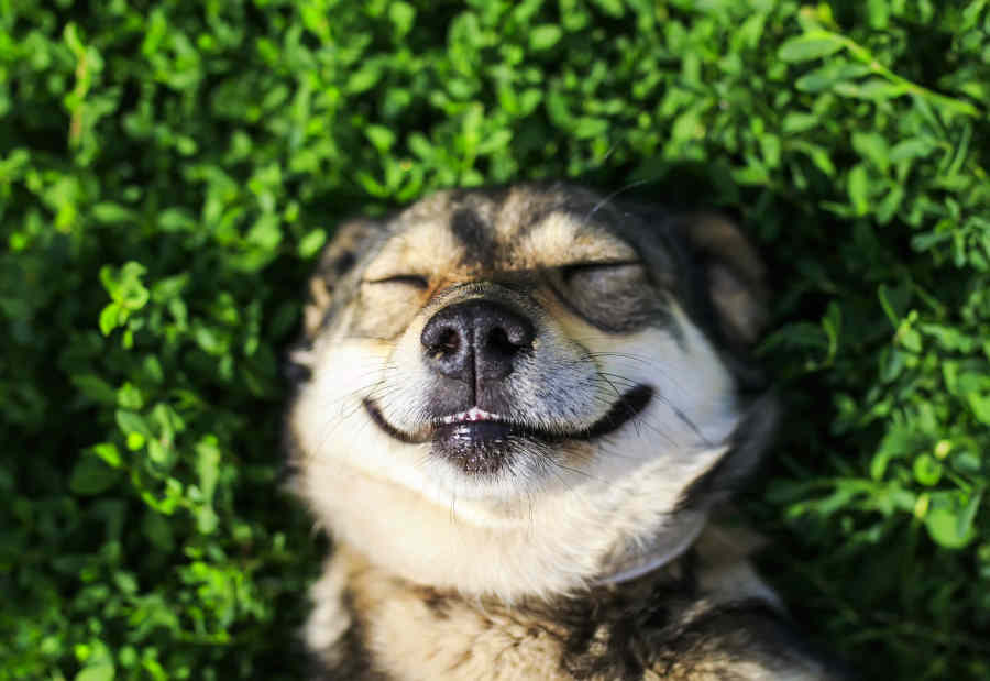 Become a dog walker